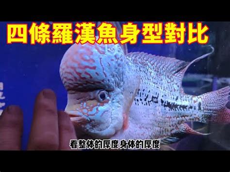 羅漢魚價格|台灣羅漢魚的價格推薦